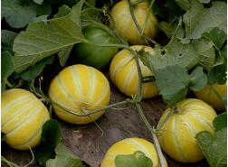 蔬菜種子種植戶客戶點評-金帝薄皮甜瓜，果形漂亮