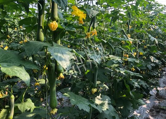 蔬菜種子種植戶客戶點(diǎn)評(píng)-種植“優(yōu)比1號(hào)”差的用戶，差到什么樣子？