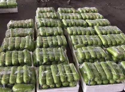 蔬菜種子種植戶客戶點(diǎn)評-上市早，價(jià)格好！我連續(xù)種了三年，滿意！