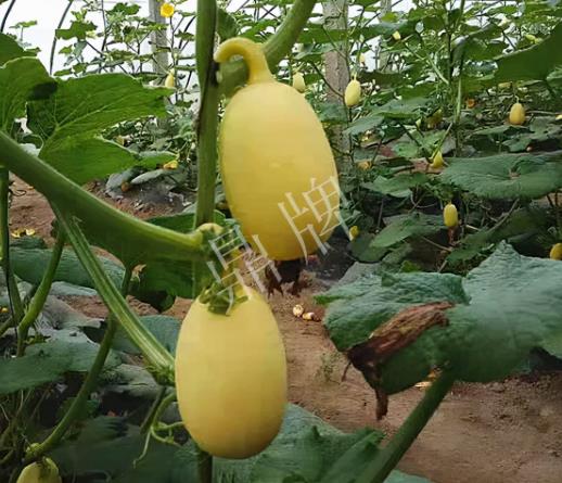 蔬菜種子種植戶客戶點(diǎn)評-上市了，14元/公斤。河南客戶發(fā)來…