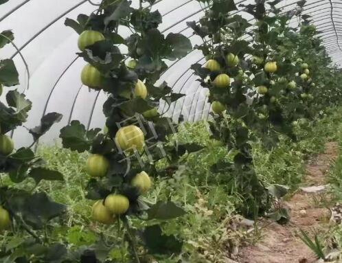 蔬菜種子種植戶客戶點(diǎn)評-我的乖乖，一株坐果15個，6元1斤，好賣得很！