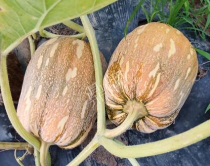 蔬菜種子種植戶客戶點(diǎn)評(píng)-“押寶”押對(duì)了，押對(duì)這個(gè)品種賺了2倍錢！