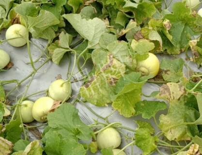 蔬菜種子種植戶客戶點(diǎn)評-低溫寡照的天氣，它仍然優(yōu)秀！