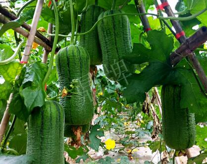 蔬菜種子種植戶客戶點(diǎn)評(píng)-這個(gè)新品種，讓我“頭痛”…