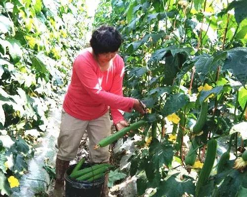 優(yōu)秀絲瓜作品展播，請為菜農劉健平夫婦點贊