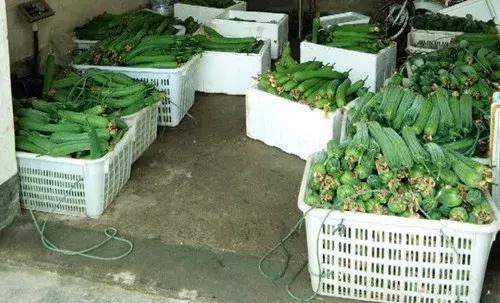 優(yōu)秀絲瓜作品展播，請為菜農劉健平夫婦點贊