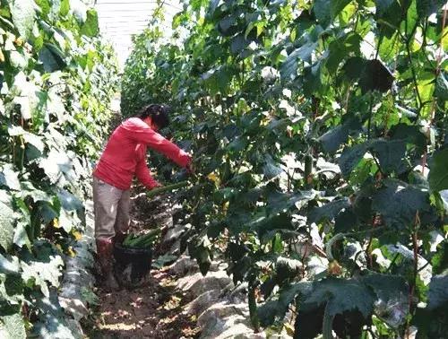 優(yōu)秀絲瓜作品展播，請為菜農劉健平夫婦點贊