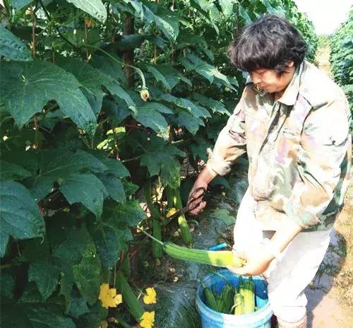 優(yōu)秀絲瓜作品展播，請為菜農劉健平夫婦點贊