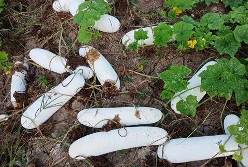 您種植過“堆堆瓜”嗎？看一看，地上全是瓜！一睹芳容