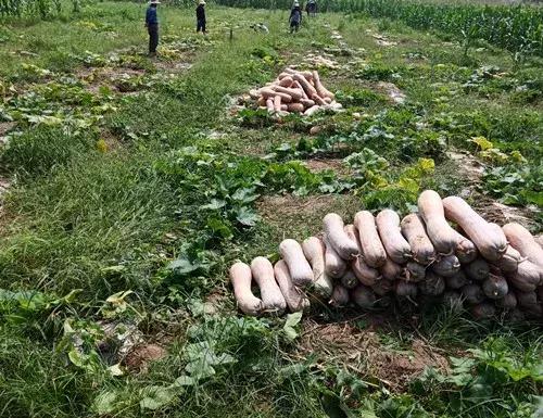 種南瓜竟然種出“麻煩”了，瓜販搶購，電視臺(tái)記者也趕來了