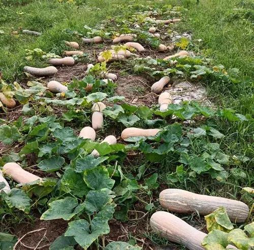 種南瓜竟然種出“麻煩”了，瓜販搶購，電視臺(tái)記者也趕來了