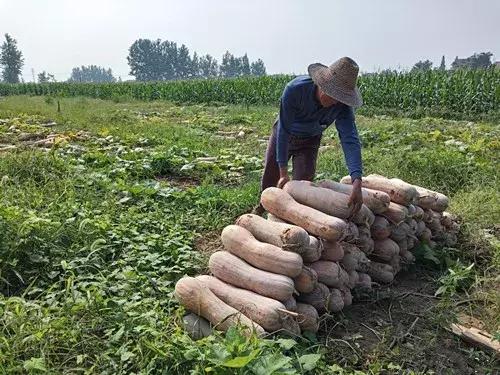 種南瓜竟然種出“麻煩”了，瓜販搶購，電視臺(tái)記者也趕來了