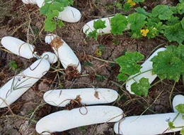 蔬菜種子種植戶客戶點評-您種植過“堆堆瓜”嗎？看一看，地上全是瓜！一睹芳容！