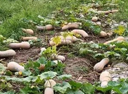 蔬菜種子種植戶客戶點評-周小為種植的健美蜜本又被報銷了，連電視臺記者也趕來了！