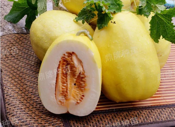 雇工難、成本高，想種甜瓜怎么辦？