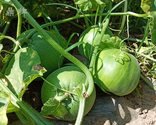 就這4個薄皮甜瓜，畝產(chǎn)萬斤很輕松，瓜果菜農(nóng)搶著種植