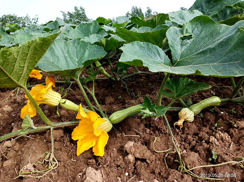 3元1斤的健美蜜本南瓜快成熟了，緬甸種植戶發(fā)來(lái)圖片與視頻