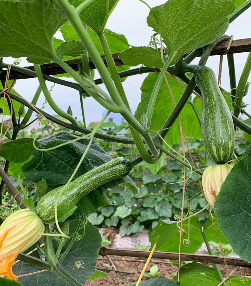 3元1斤的健美蜜本南瓜快成熟了，緬甸種植戶發(fā)來(lái)圖片與視頻