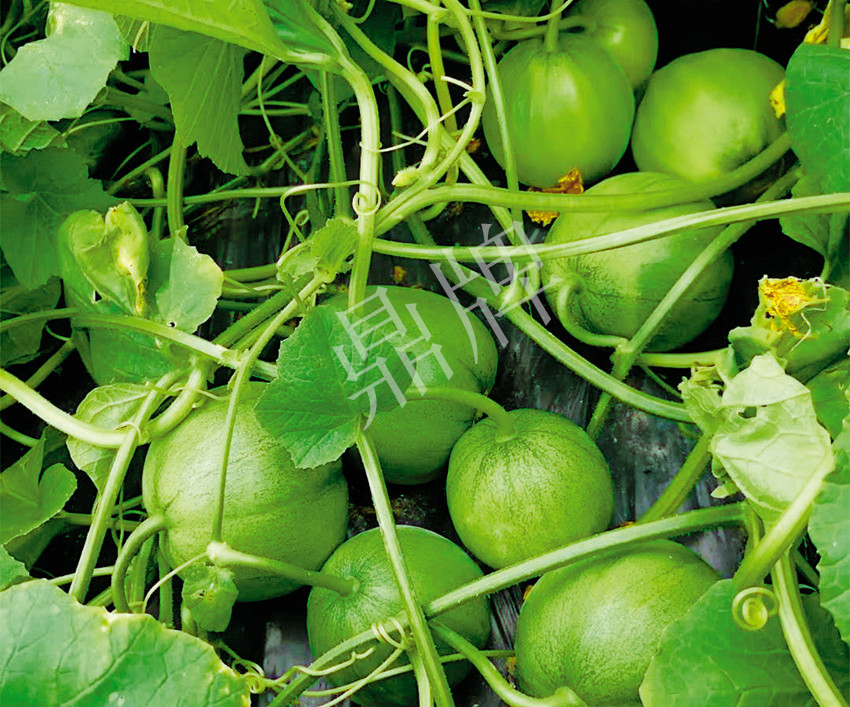 7元一斤還遭瘋搶，畝收益超2萬元！到底什么甜瓜能這么牛？