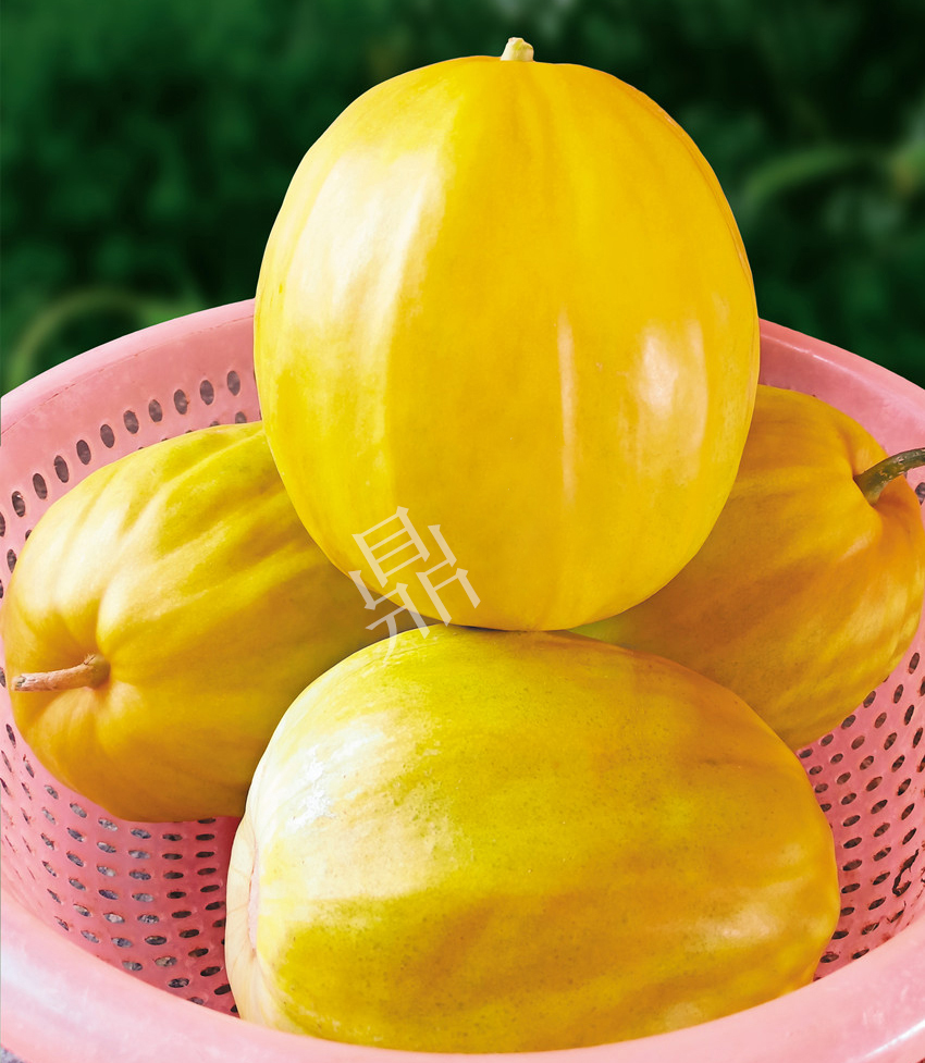 優(yōu)質(zhì)甜瓜新品種！畝產(chǎn)最高可達(dá)7000斤！還沒有畸形瓜