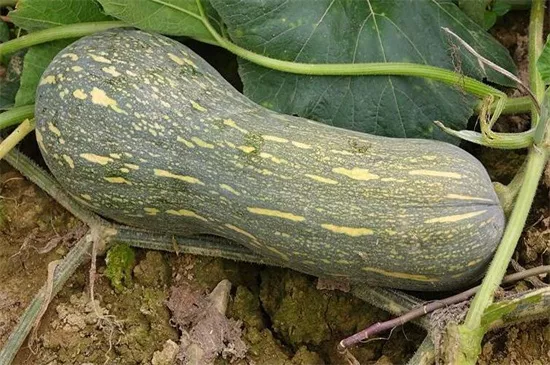 知道最甜最面的南瓜品種嗎？盤點(diǎn)十種有營(yíng)養(yǎng)的甜面南瓜...