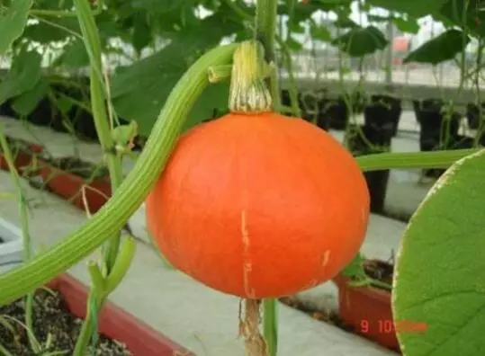 知道最甜最面的南瓜品種嗎？盤點(diǎn)十種有營(yíng)養(yǎng)的甜面南瓜...