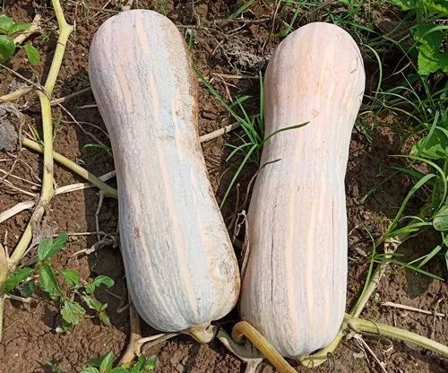 生吃都好吃南瓜新品種，沒有大肚子，肉質(zhì)更密致，農(nóng)戶試種下