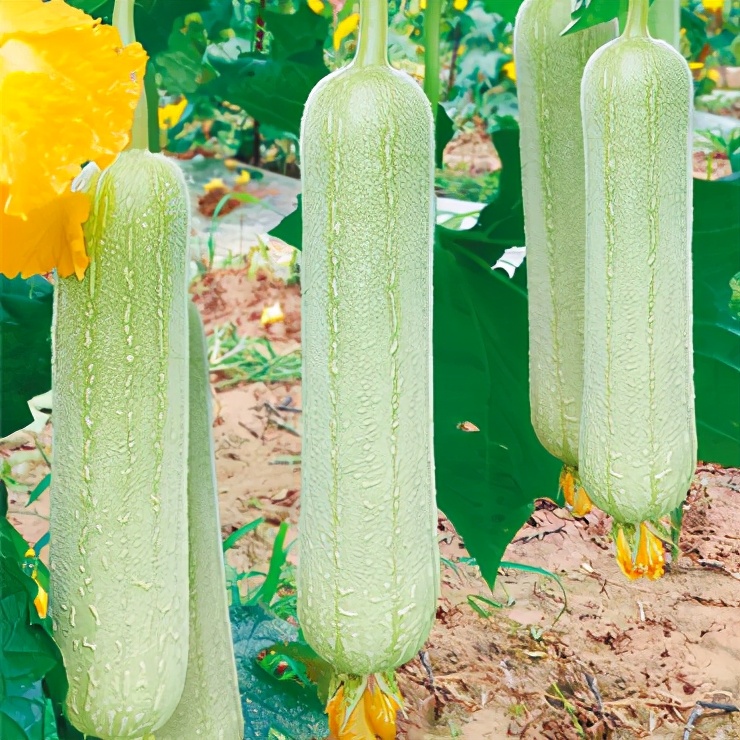 絲瓜新品種層不出窮，2021年，哪個(gè)絲瓜品種最值得種植？