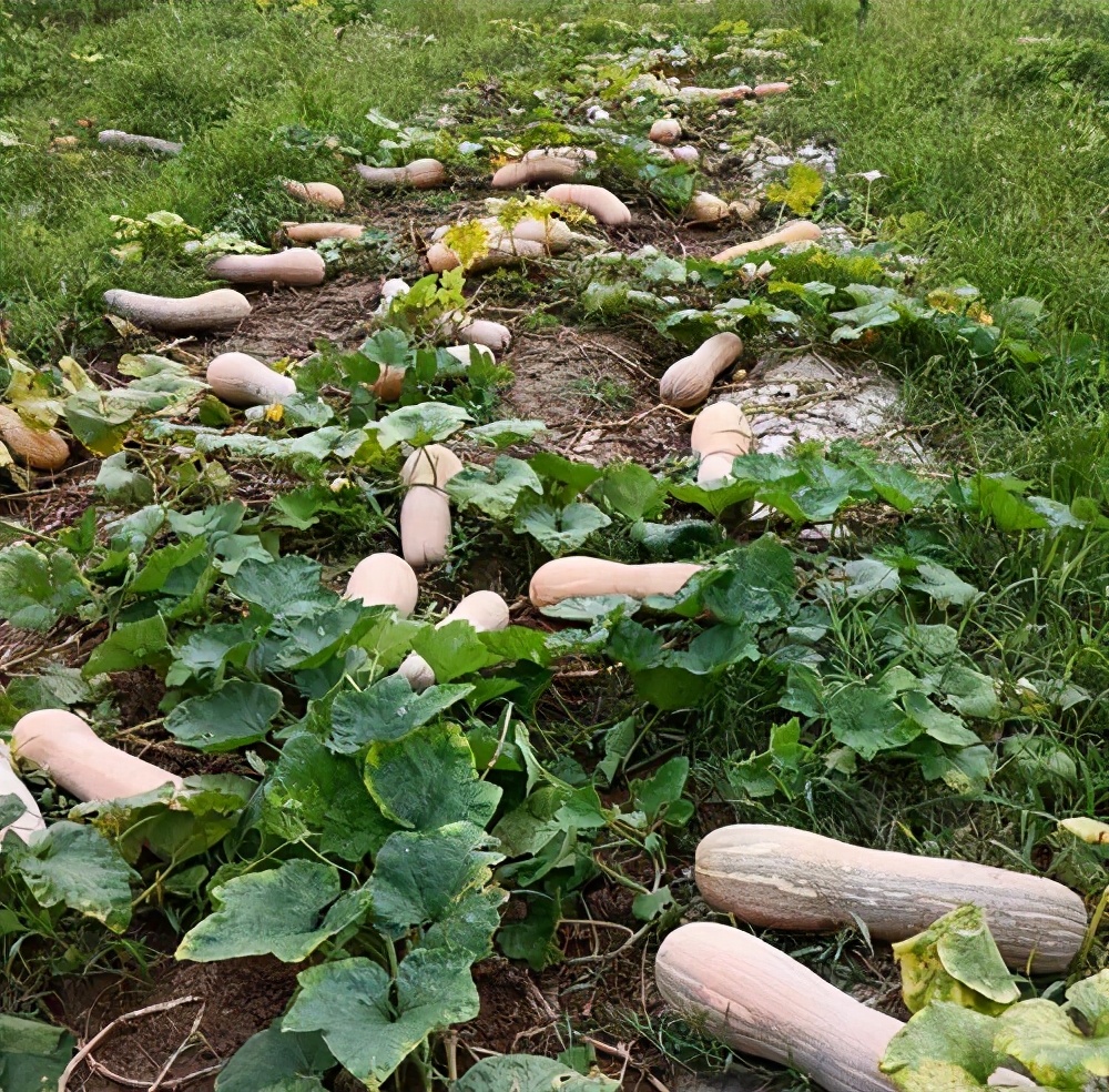 一位轉(zhuǎn)業(yè)后的特種兵，辦農(nóng)場(chǎng)種瓜菜，靠1個(gè)優(yōu)點(diǎn)，年賺200萬(wàn)