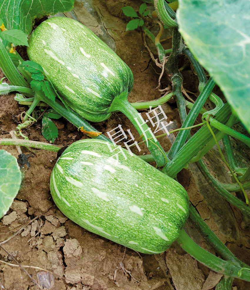 畝產(chǎn)6000公斤的南瓜上市，20年科研他就為打造1個爆款品種