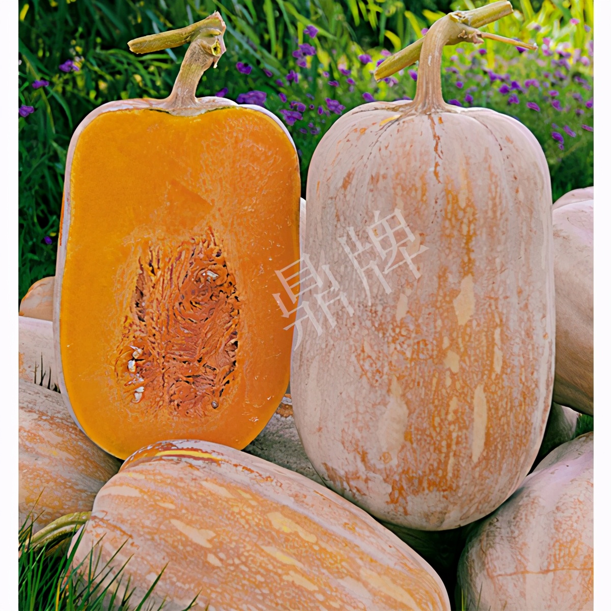 畝產(chǎn)6000公斤的南瓜上市，20年科研他就為打造1個爆款品種