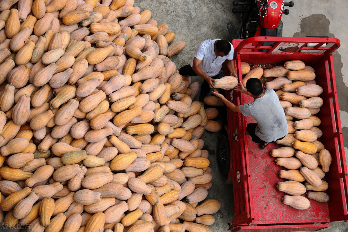 畝產(chǎn)6000公斤的南瓜上市，20年科研他就為打造1個爆款品種