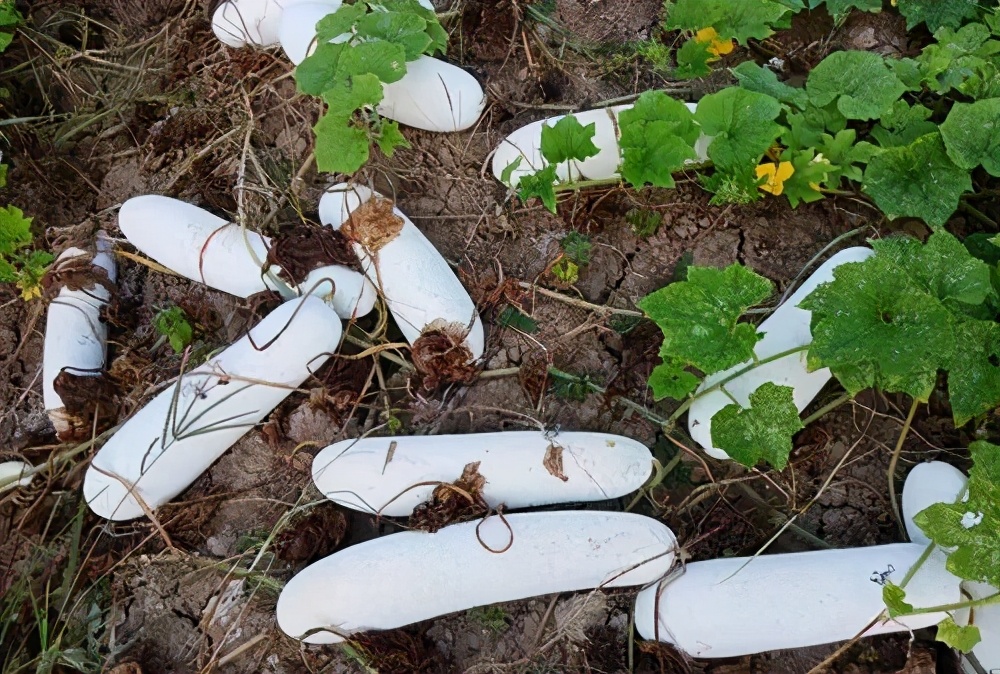 這個(gè)冬瓜品種放1年不壞，口感脆甜，多年科研就為打造這1個(gè)爆品