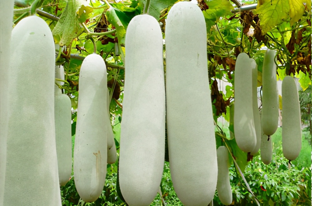 畝產(chǎn)值可達(dá)3萬元的冬瓜終上市，21年科研沉淀成就它