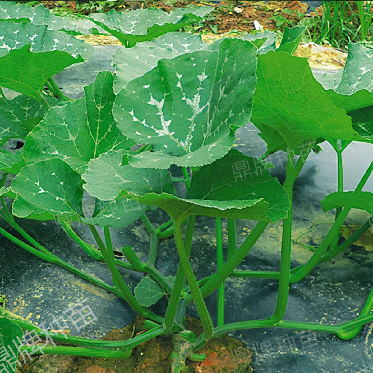 種這種綠葉菜，栽培輕松，畝產(chǎn)值過(guò)萬(wàn)元，菜農(nóng)表示很劃算