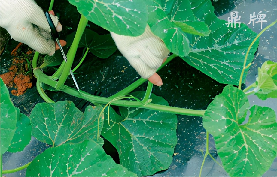 種這種綠葉菜，栽培輕松，畝產(chǎn)值過(guò)萬(wàn)元，菜農(nóng)表示很劃算