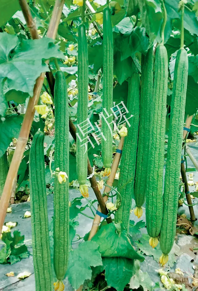 它是絲瓜種植戶(hù)的新選擇，節(jié)節(jié)有瓜，瓜長(zhǎng)而不彎曲