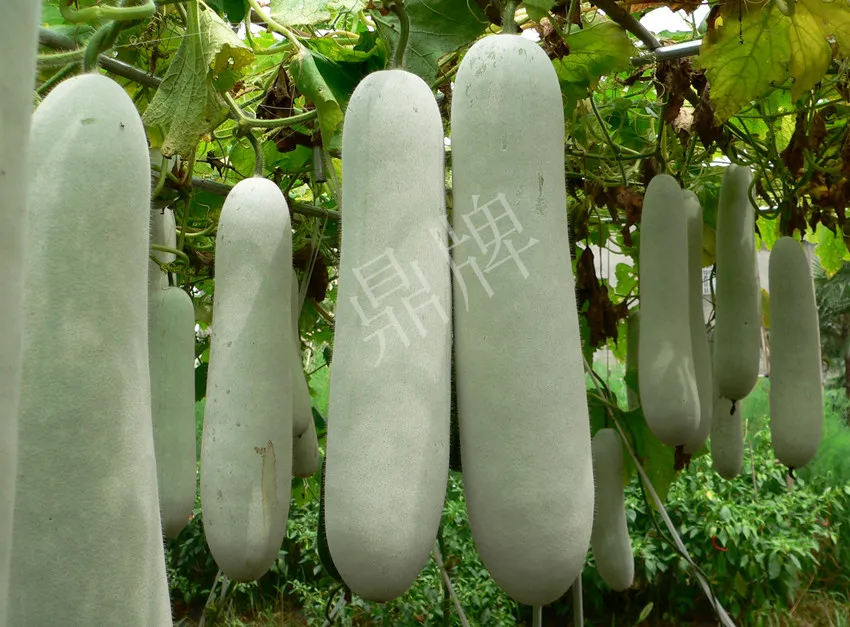 這個(gè)品種太優(yōu)秀了！耐儲(chǔ)耐運(yùn)，適合大面積種植，菜農(nóng)瓜販都喜歡