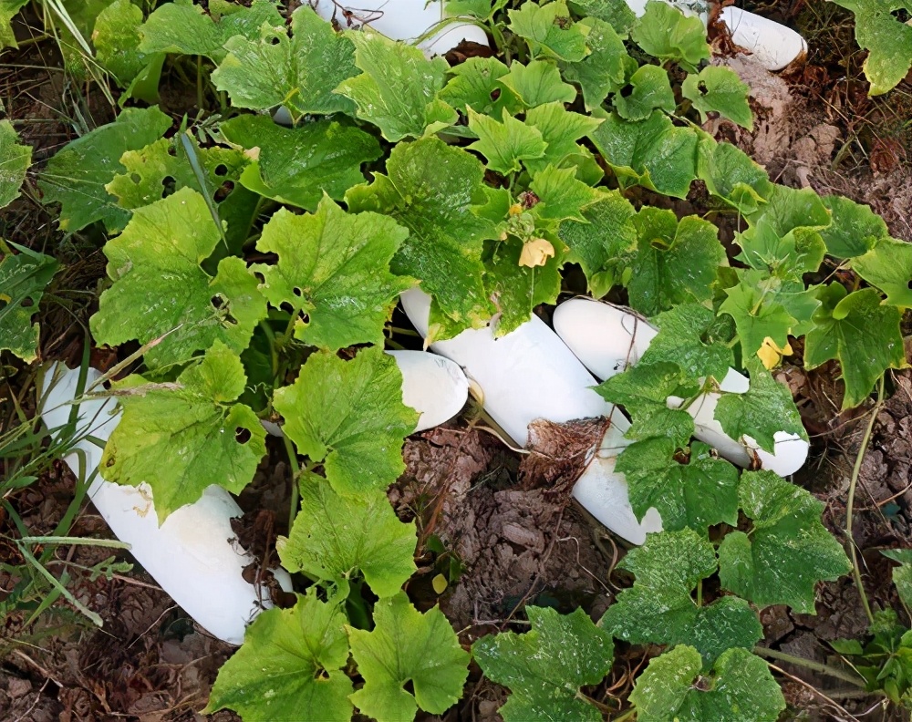 這個(gè)品種太優(yōu)秀了！耐儲(chǔ)耐運(yùn)，適合大面積種植，菜農(nóng)瓜販都喜歡