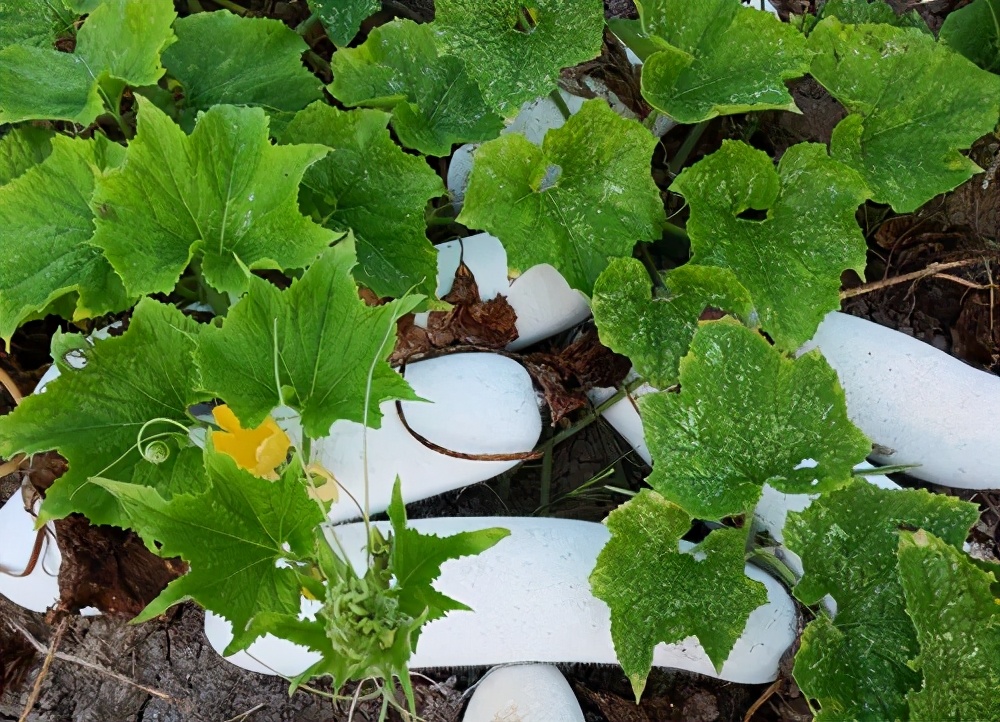 這個(gè)品種太優(yōu)秀了！耐儲(chǔ)耐運(yùn)，適合大面積種植，菜農(nóng)瓜販都喜歡