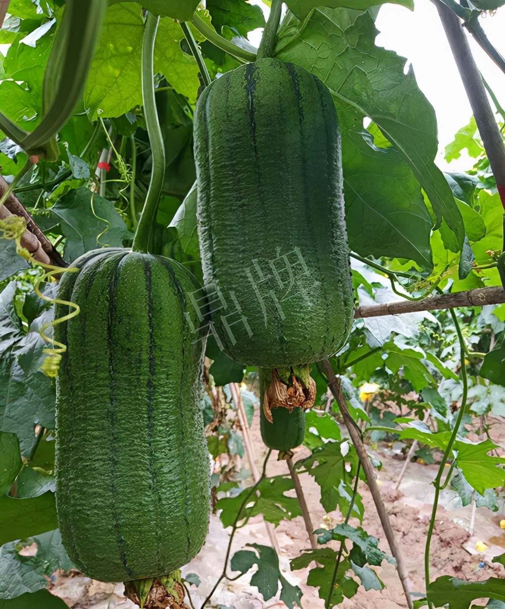 臺州的曾方明試種新品種，畝收入超過6萬元