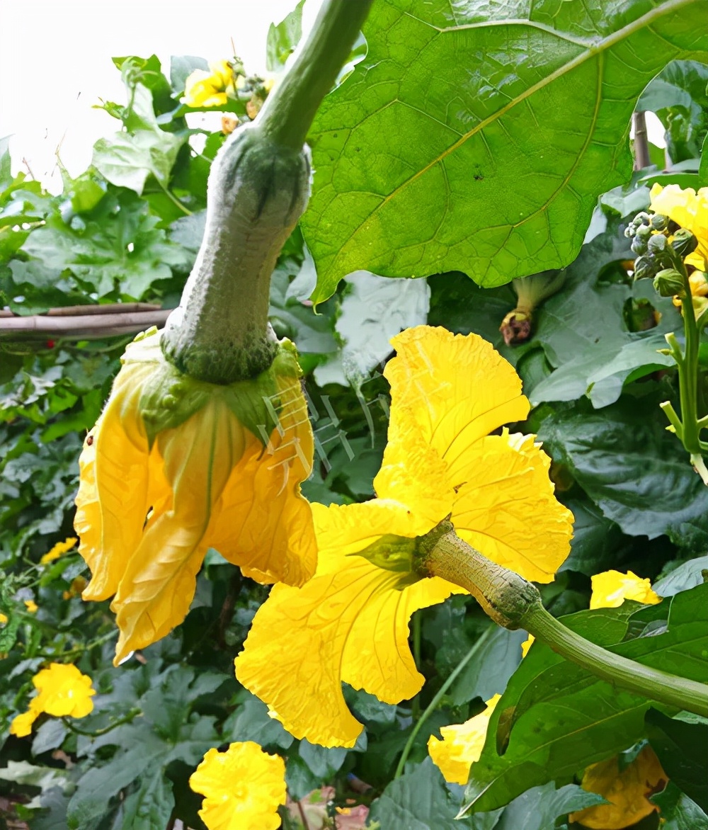 臺州的曾方明試種新品種，畝收入超過6萬元