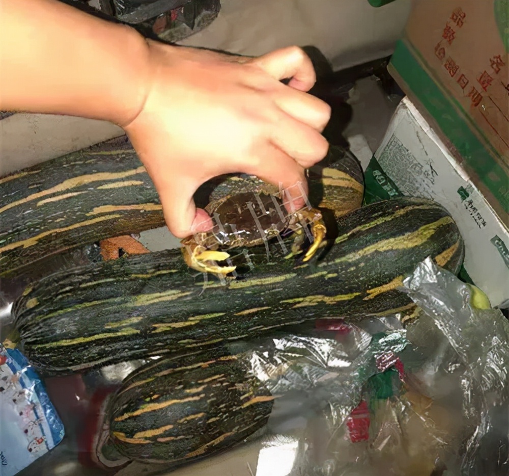 四川農(nóng)戶今年種“健美蜜本”南瓜產(chǎn)量高，品質(zhì)好，感覺巴適得很