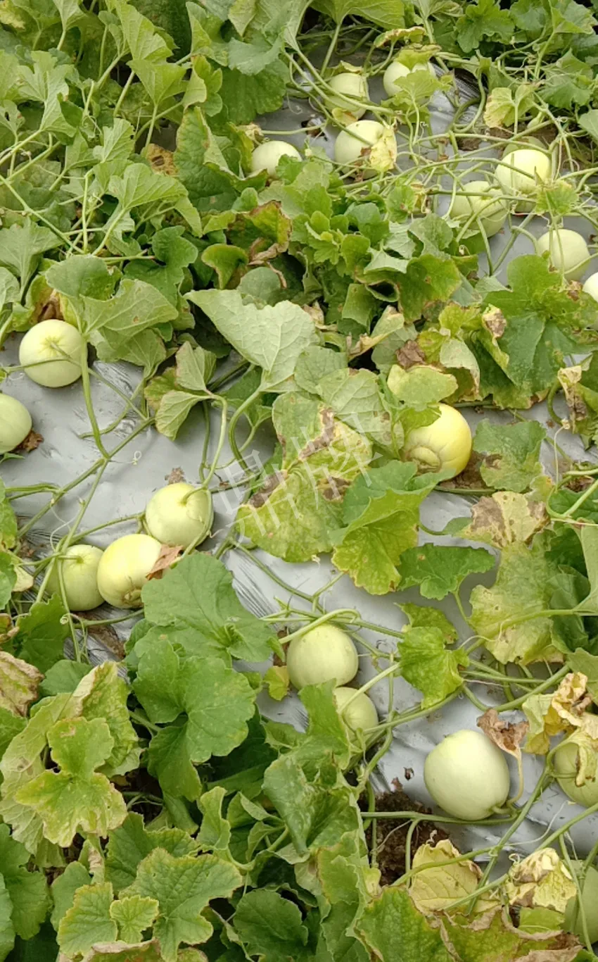 其他品種的甜瓜2塊1斤都賣不動，我的玉奶香2號甜瓜2塊5直接搶