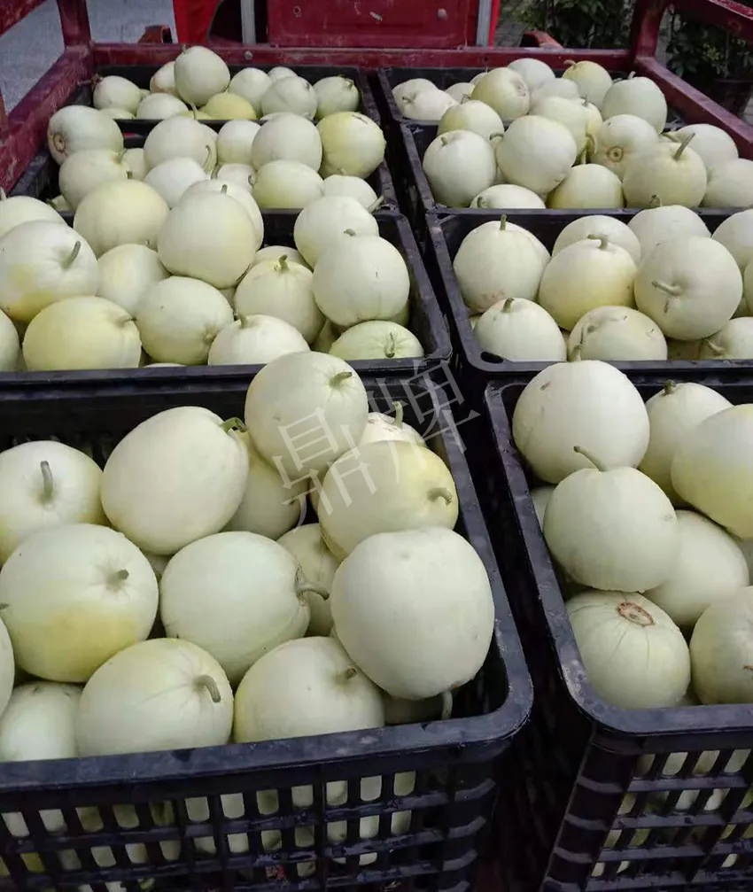 其他品種的甜瓜2塊1斤都賣不動，我的玉奶香2號甜瓜2塊5直接搶