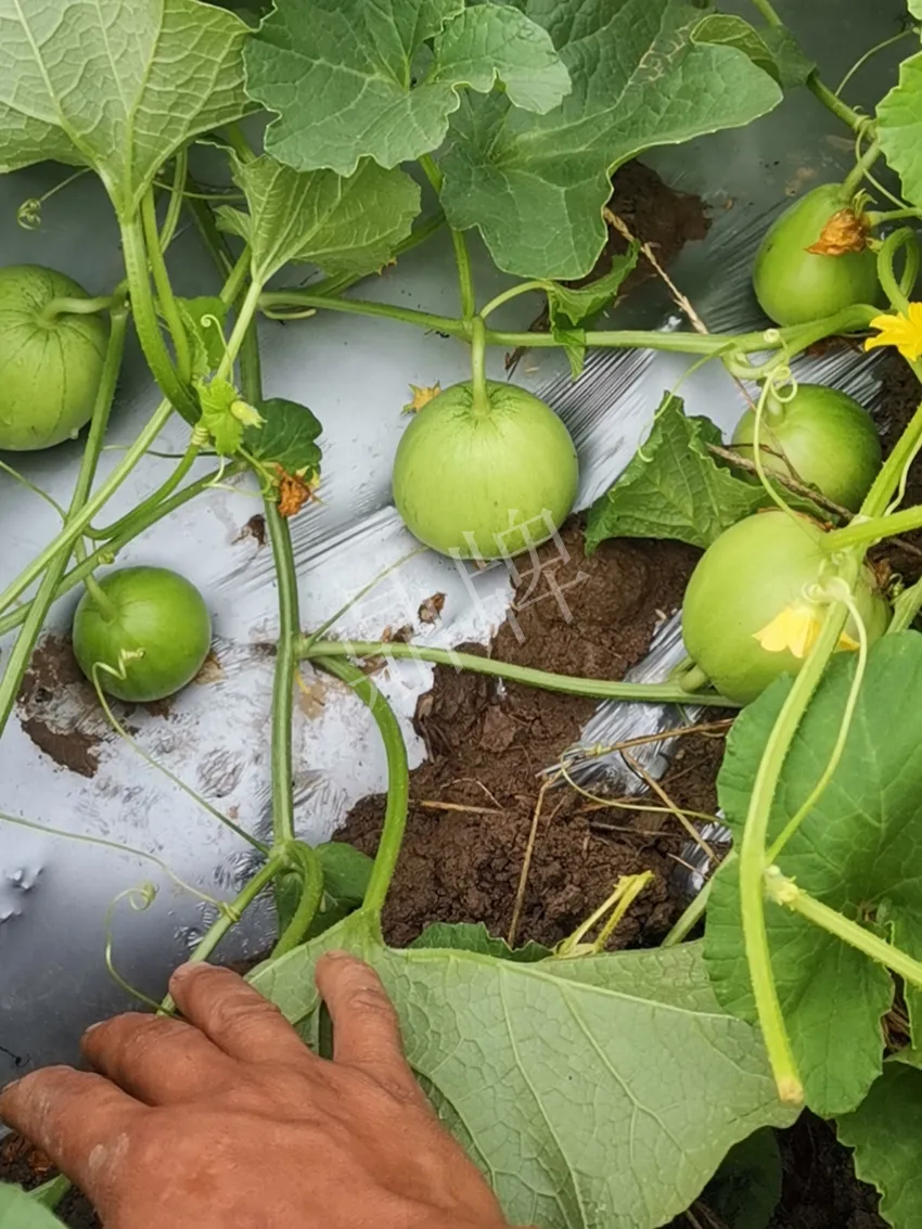 其他品種的甜瓜2塊1斤都賣不動，我的玉奶香2號甜瓜2塊5直接搶