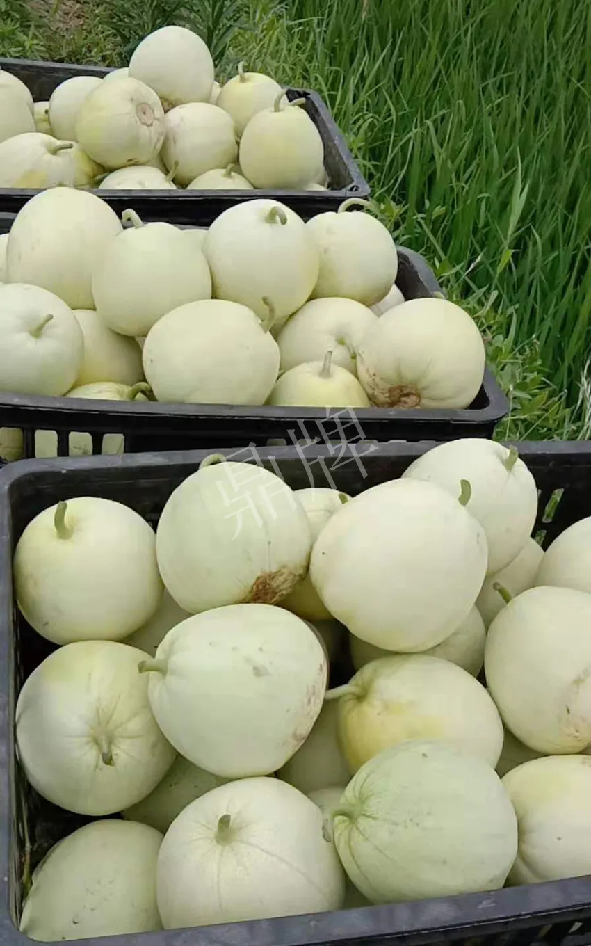 其他品種的甜瓜2塊1斤都賣不動，我的玉奶香2號甜瓜2塊5直接搶