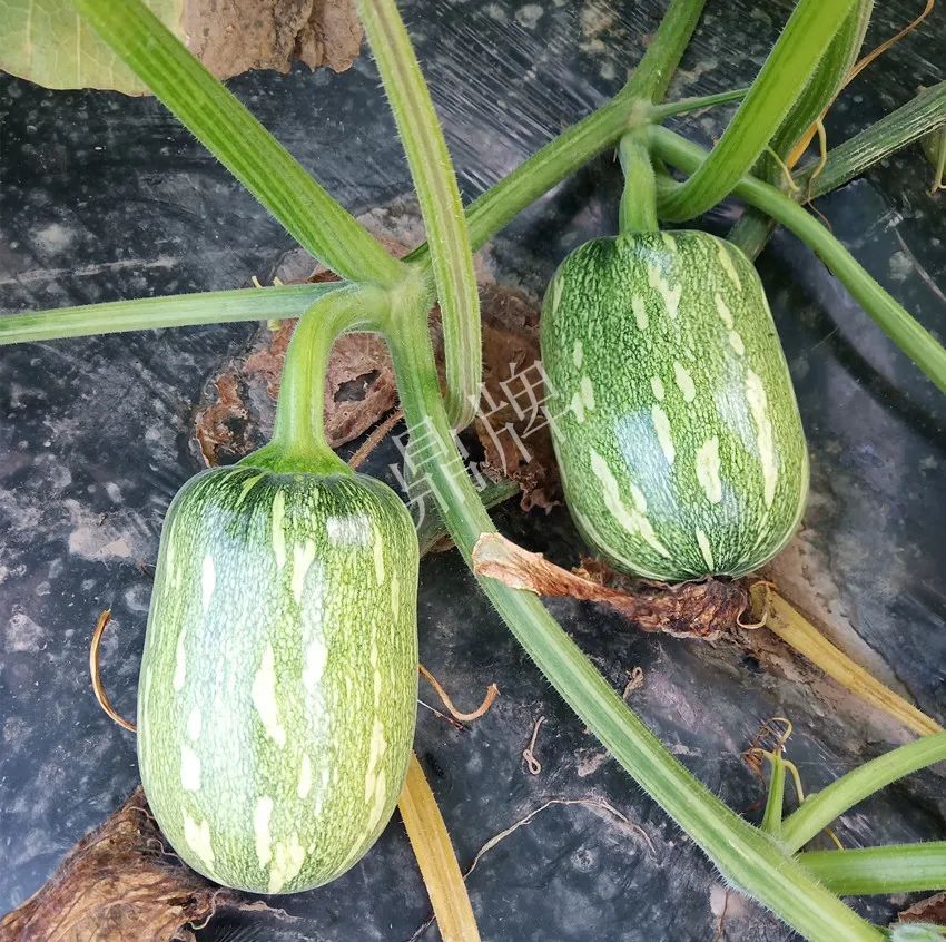 襄陽農(nóng)民“押寶”押對(duì)了，這個(gè)品種幫他賺了2倍錢