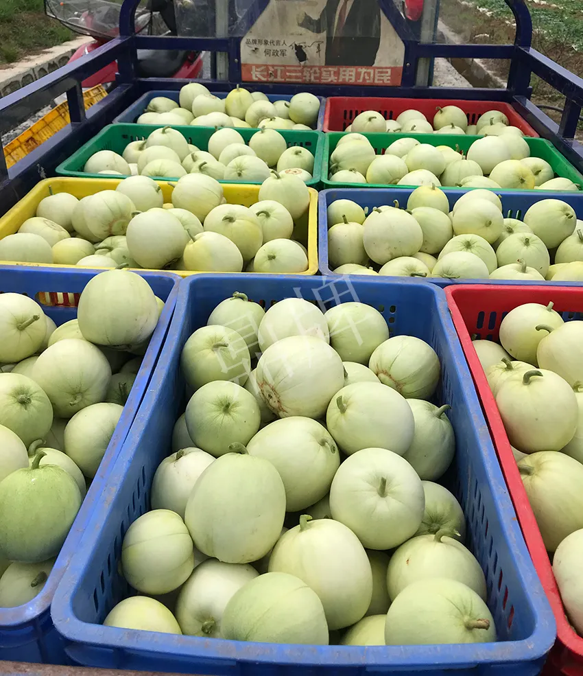 郴州農(nóng)戶種植新品種，果實又香又甜，很好賣