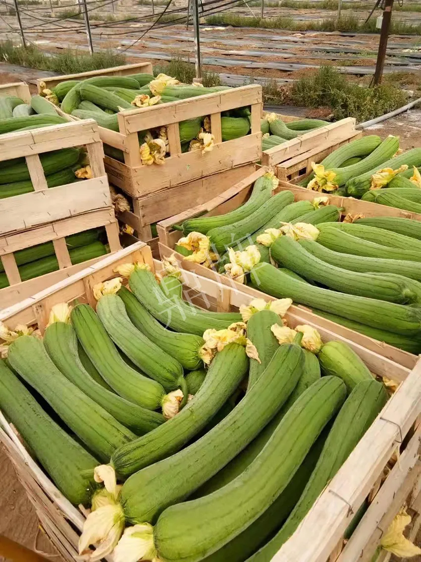 鎮(zhèn)江的何青萍，在法國種植“優(yōu)比1號”每公斤24元